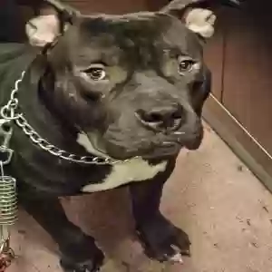 adoptable Dog in Brooklyn, NY named Midnight