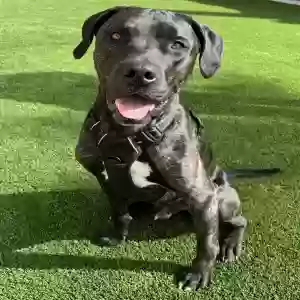 adoptable Dog in Mesa, AZ named Diesel
