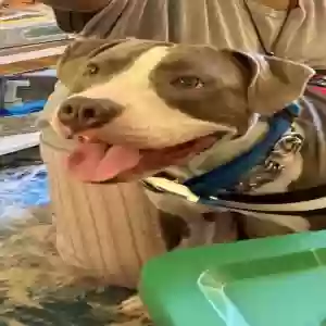 adoptable Dog in Parlin, NJ named Bucky