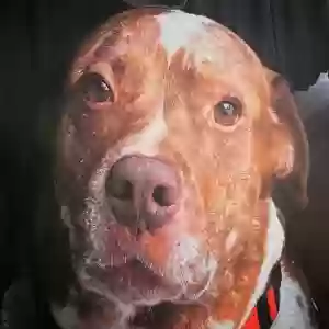 adoptable Dog in Tampa, FL named Rosco