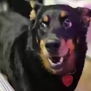 adoptable Dog in Salt Lake City, UT named Kuzko