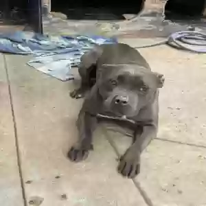 adoptable Dog in Moreno Valley, CA named Bella