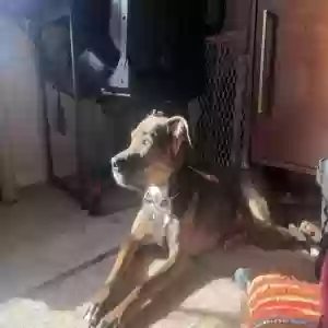 adoptable Dog in Athens, TN named Nala
