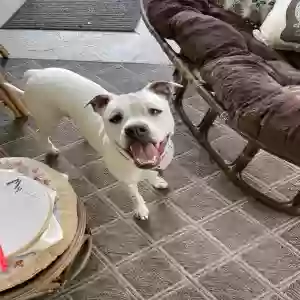 adoptable Dog in Bradenton, FL named Luna