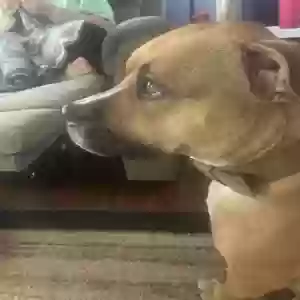 adoptable Dog in Bethlehem, GA named Luna