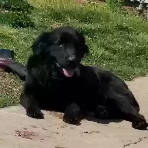 adoptable Dog in Alexandria, LA named Blackie