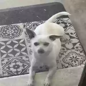 adoptable Dog in Mesa, AZ named Juno