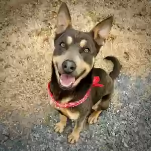 adoptable Dog in Toccoa, GA named Sammy