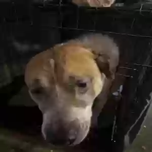 adoptable Dog in Perryopolis, PA named Crowley