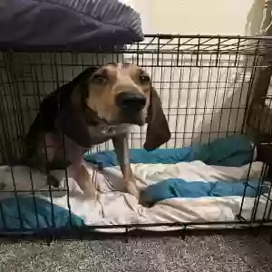 adoptable Dog in Medford, OR named Opie