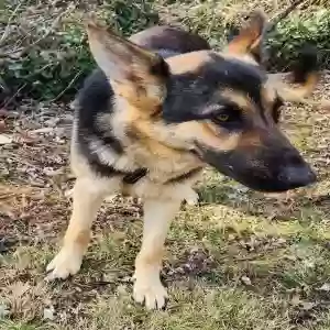 adoptable Dog in Greensboro, NC named Richi