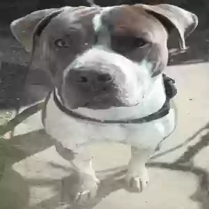 adoptable Dog in Glendale, AZ named Biggie