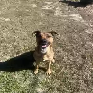adoptable Dog in Milton, FL named River