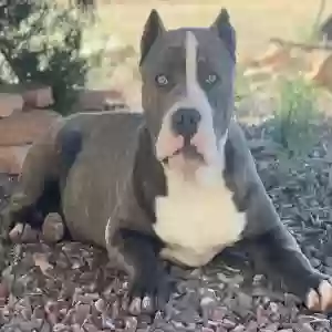 adoptable Dog in Phoenix, AZ named Phoenix