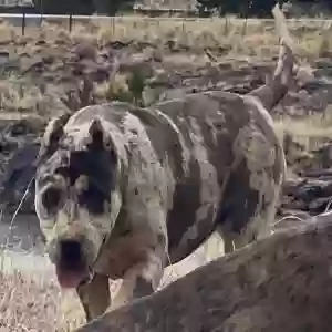 adoptable Dog in Phoenix, AZ named Rella