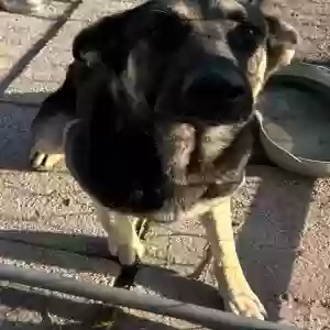 adoptable Dog in Okeechobee, FL named Mark