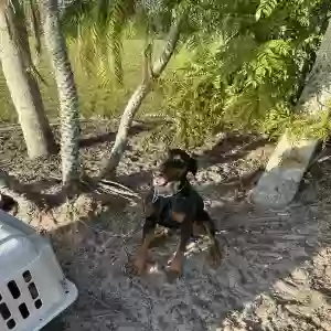 adoptable Dog in Okeechobee, FL named Zeus