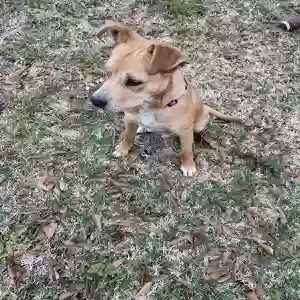 adoptable Dog in New Iberia, LA named Puppy