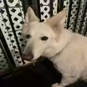 adoptable Dog in Aurora, CO named Sophia