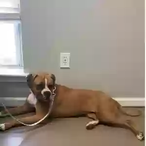 adoptable Dog in Paulina, LA named Jerzie Mae