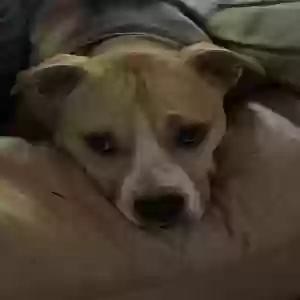 adoptable Dog in Hesperia, CA named Starry