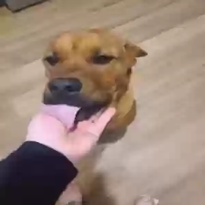 adoptable Dog in Cumming, GA named Goyo