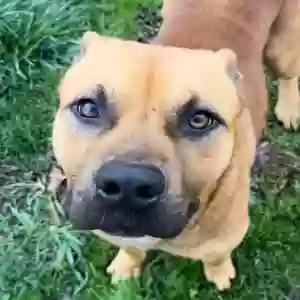 adoptable Dog in Waxhaw, NC named Sunny