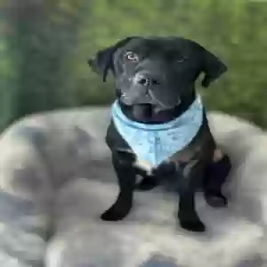 adoptable Dog in Murfreesboro, TN named Hank