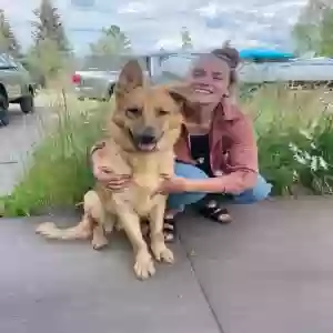 adoptable Dog in Breckenridge, CO named Glen