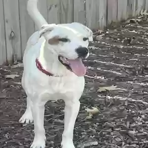 adoptable Dog in Dallas, TX named Calvin