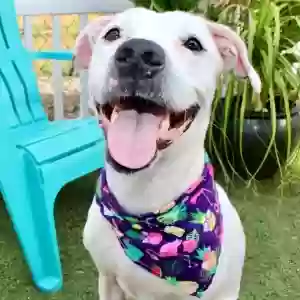 adoptable Dog in Largo, FL named Lily