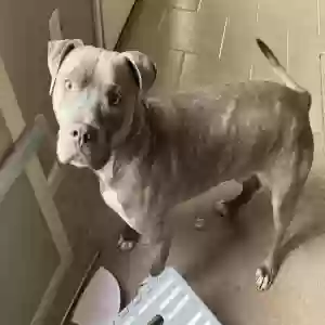 adoptable Dog in Jonesboro, AR named Tank