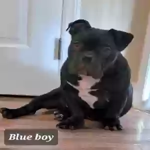 adoptable Dog in Smithfield, VA named Blue