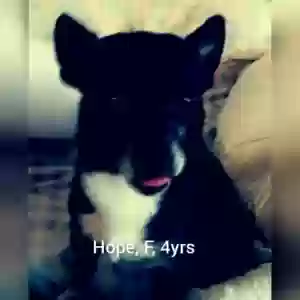 adoptable Dog in Los Banos, CA named Hope