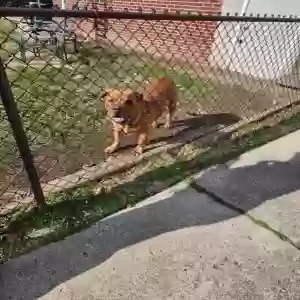 adoptable Dog in Detroit, MI named Buddy