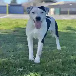 adoptable Dog in Citrus Heights, CA named Sweets