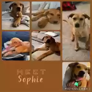adoptable Dog in Boyd, TX named Sophie