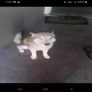adoptable Dog in Benicia, CA named Phantom