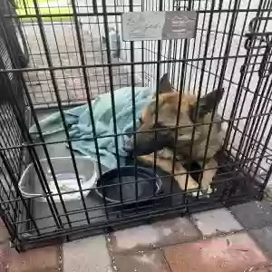 adoptable Dog in San Bernardino, CA named Unknown