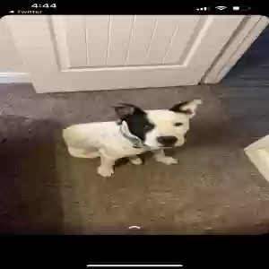 adoptable Dog in Odessa, TX named Elvis