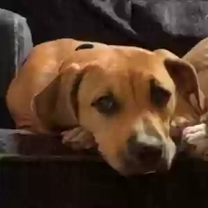adoptable Dog in New Iberia, LA named Nyla