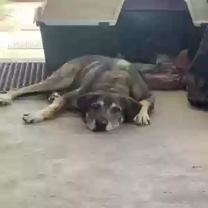 adoptable Dog in Nuevo, CA named Max