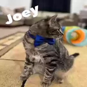 adoptable Cat in Springfield, MO named Joey