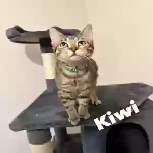 adoptable Cat in Springfield, MO named Kiwi