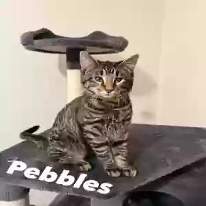 adoptable Cat in Springfield, MO named Pebbles
