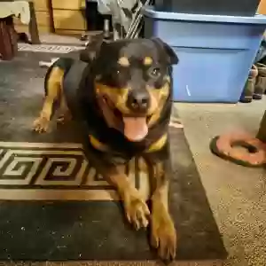 adoptable Dog in Issaquah, WA named Khaleesi