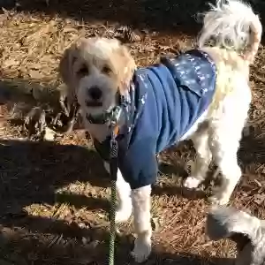 adoptable Dog in Atlanta, GA named Rocket