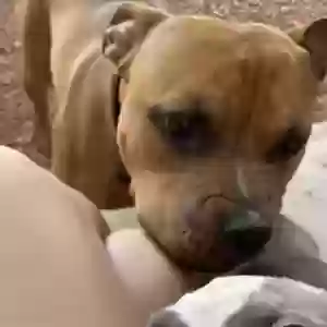 adoptable Dog in Albuquerque, NM named Ozzy