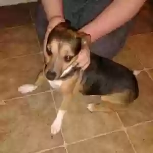 adoptable Dog in Hinesville, GA named Sven