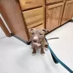 adoptable Dog in Waynesboro, PA named Draco